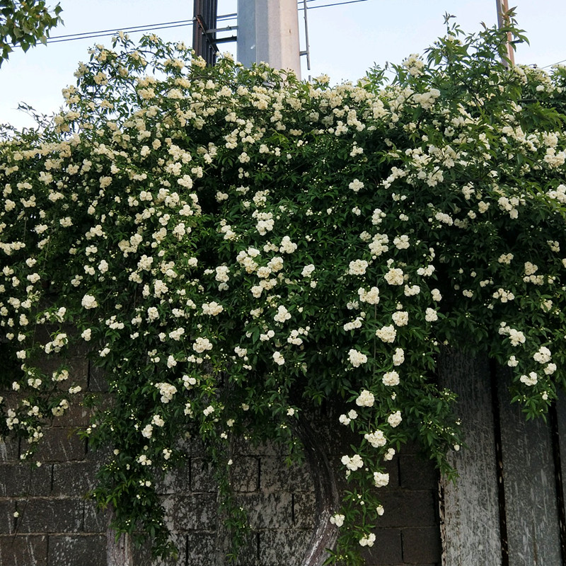 黄木香花苗爬藤植物红白木香树苗大苗室内庭院四季开花木香花盆栽 - 图1