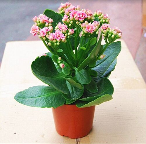 好养重瓣宫灯长寿花苗盆栽倒挂金钟灯笼多季花卉绿植室内好养开花 - 图2