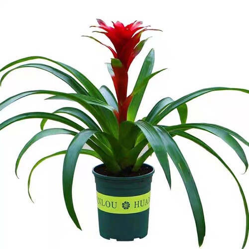 鸿运当头盆栽小红星开红花室内客厅大型绿植物凤梨办公室多季花卉 - 图3