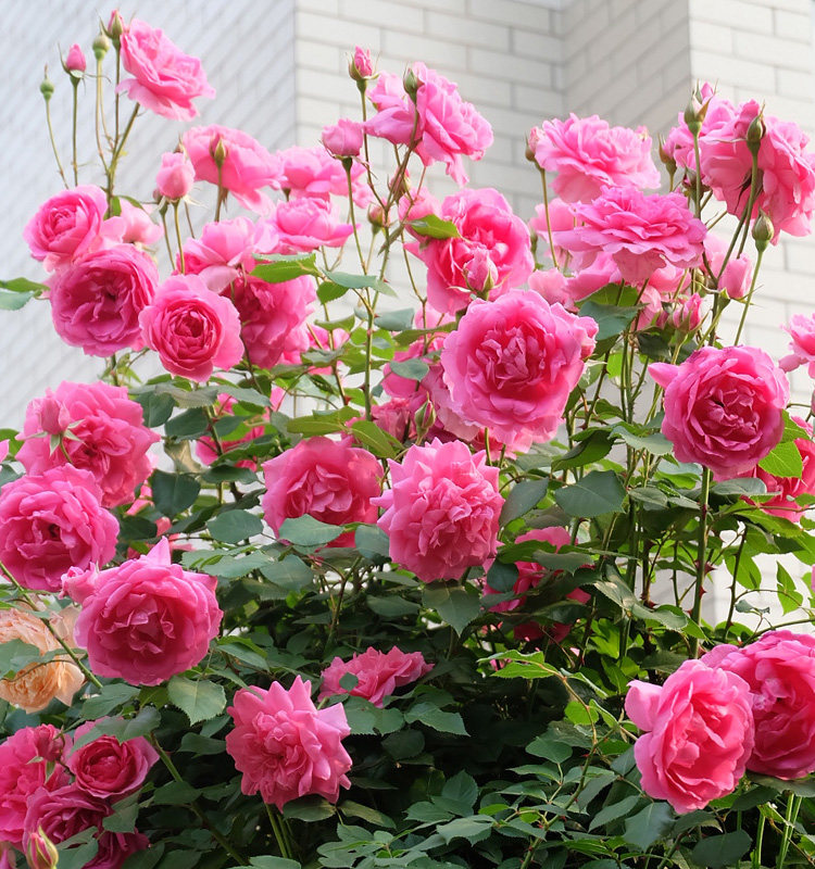 大花月季大游行藤本花卉淡香蔷薇花苗带花苞中苗拱门栅栏爬藤植物,淘宝优惠券,粉丝福利购,淘宝优惠卷