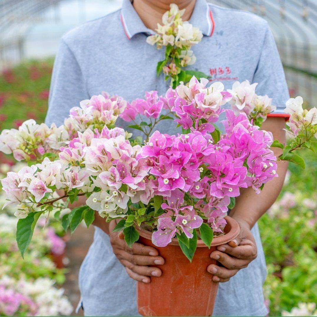 重瓣红三角梅盆栽带花剑勤勤花品种爬藤老桩重瓣飘枝垂丝攀岩绿化,淘宝优惠券,粉丝福利购,淘宝优惠卷