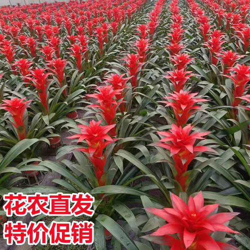 鸿运当头盆栽小红星开红花室内客厅大型绿植物凤梨办公室多季花卉 - 图0