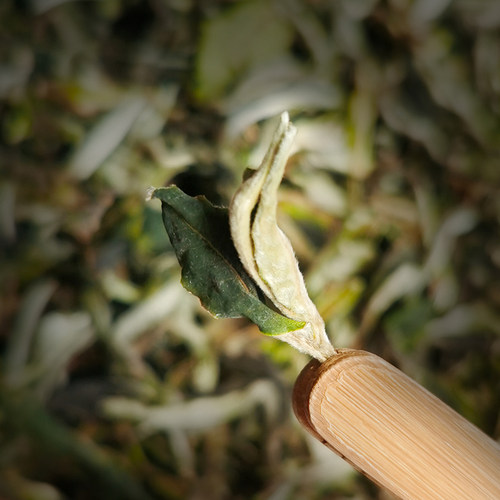 【2021年600g】云南白茶散茶 月光美人白牡丹特级古树茶临沧茶叶 - 图1