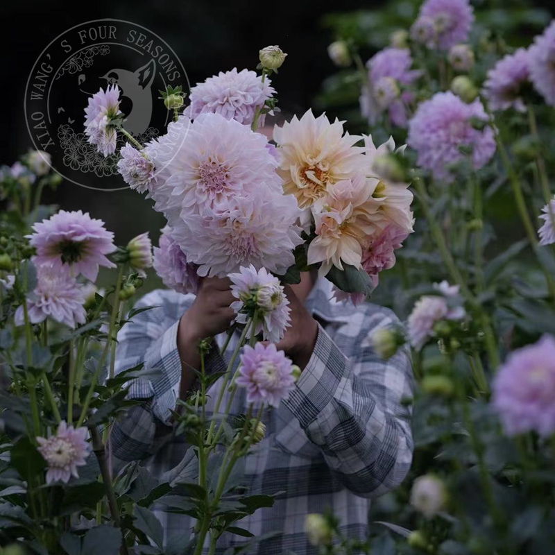 直播链接 活动 补拍花园各类植物多年生宿根地被盆栽庭院 - 图3