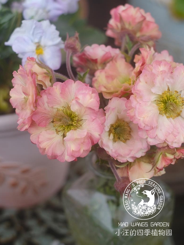 皱边 水杨梅 复古色 盆栽花苗 多年生宿根植物 花园阳台 耐寒耐热 - 图1