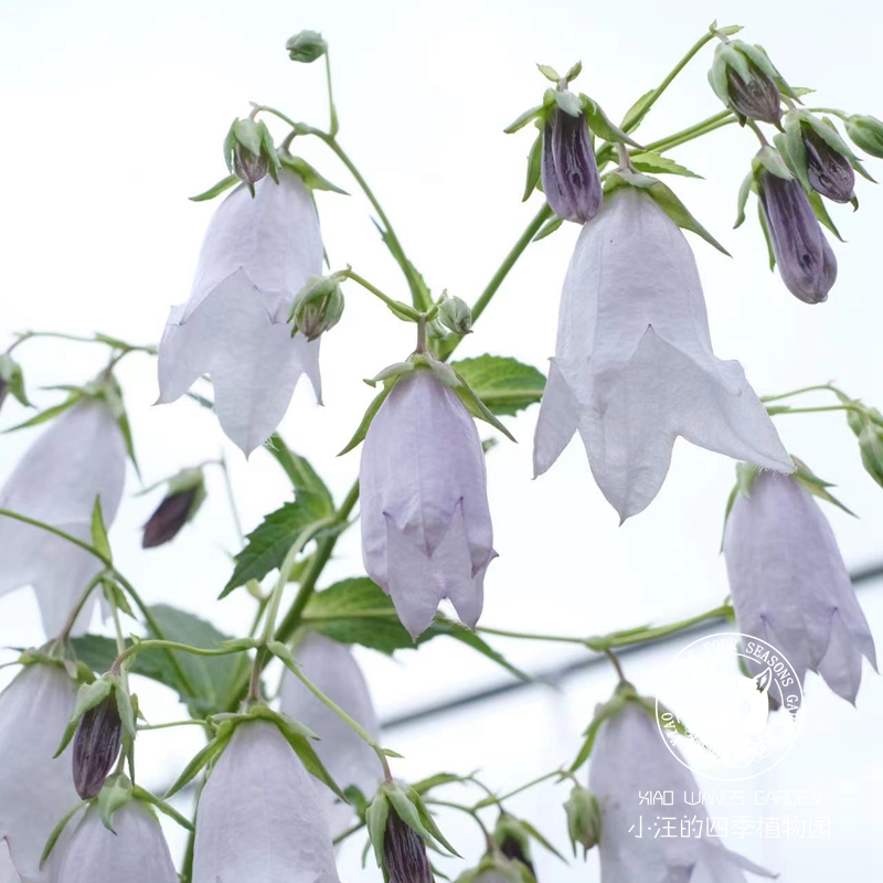 宿根风铃草 葵空 四季开花多年生花园阳台宿根草本植物盆栽花苗 - 图1