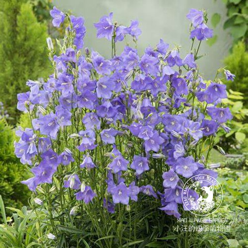 小汪的四季植物园 桃叶风铃草 切花 线性植物盆栽小庭院 春季开花 - 图0