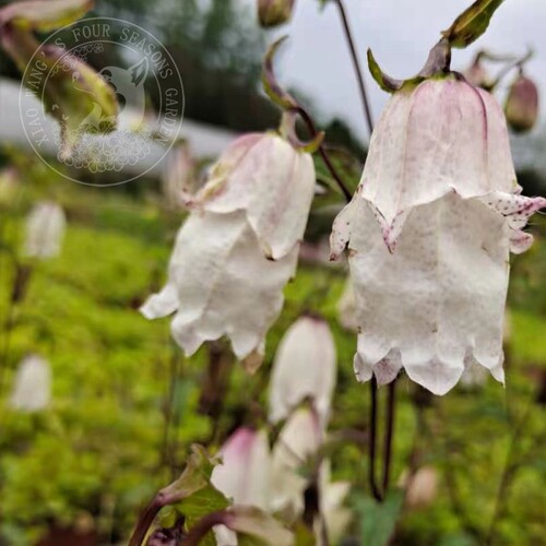 宿根 风铃草合集 骏河萤袋 紫斑 青花 粉章鱼 多年生 耐寒 花园 - 图3