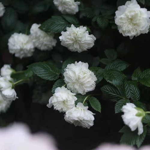 重瓣荼靡 白色多年生 灌木藤本攀援植物拱门阳台花园盆栽耐寒耐热 - 图2