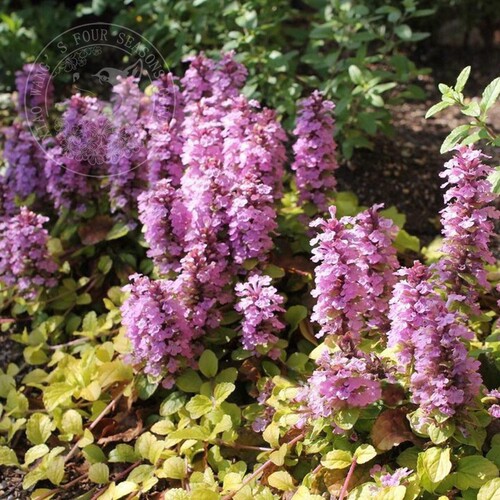 直播链接 活动 补拍花园各类植物多年生宿根地被盆栽庭院 - 图2