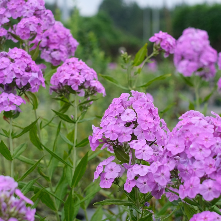 宿根福禄考合集 花园地栽多年生 盆栽花耐热 耐寒 阳台 庭院 植物 - 图2