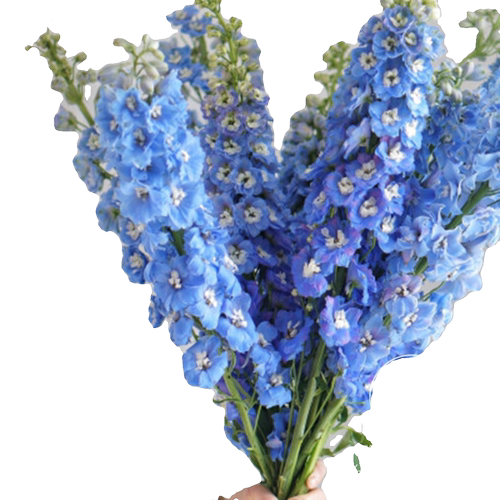 大花飞燕草 小花飞燕草 北极光耐寒庭院花园花境地栽盆栽植物 - 图3