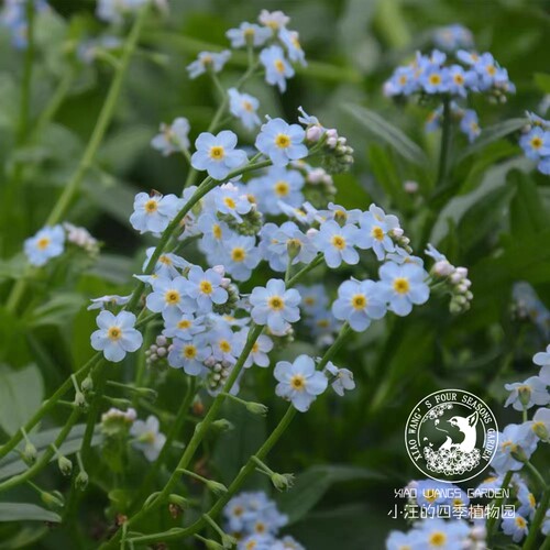 宿根勿忘我 浪漫浅蓝色 无性系切花庭院花园植物阳台组合盆栽花卉 - 图3