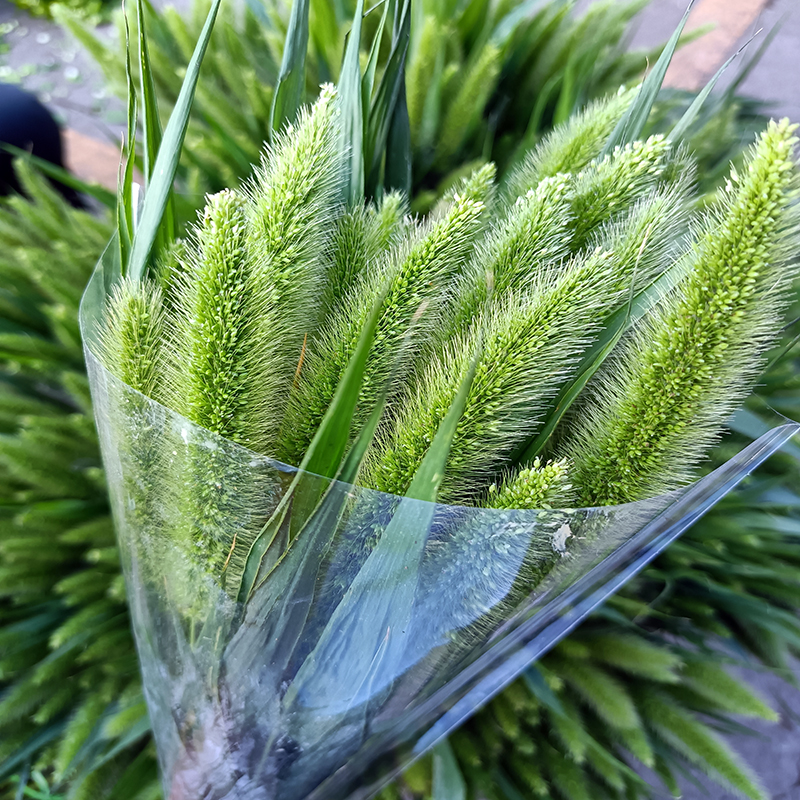 鸟巢叶鲜花速递上海云南昆明蛋糕婚庆花束花篮装饰插花包花配叶草