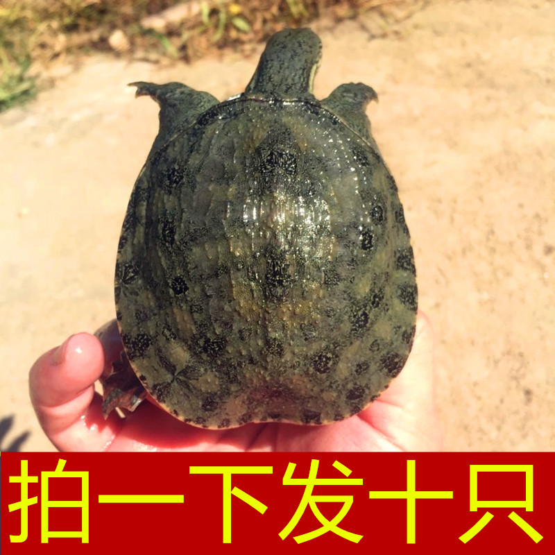 10只11元甲鱼苗外塘淡水小甲鱼苗王八苗水鱼苗团鱼苗龙鱼饲料包活,淘宝优惠券,粉丝福利购,淘宝优惠卷