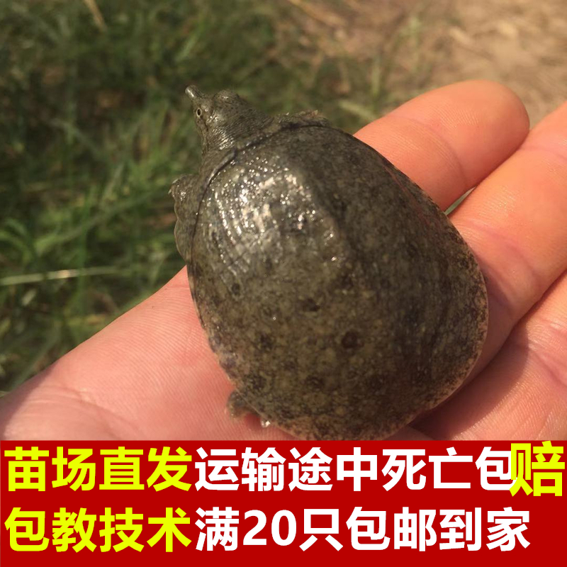 10只11元甲鱼苗外塘淡水小甲鱼苗王八苗水鱼苗团鱼苗龙鱼饲料包活,淘宝优惠券,粉丝福利购,淘宝优惠卷