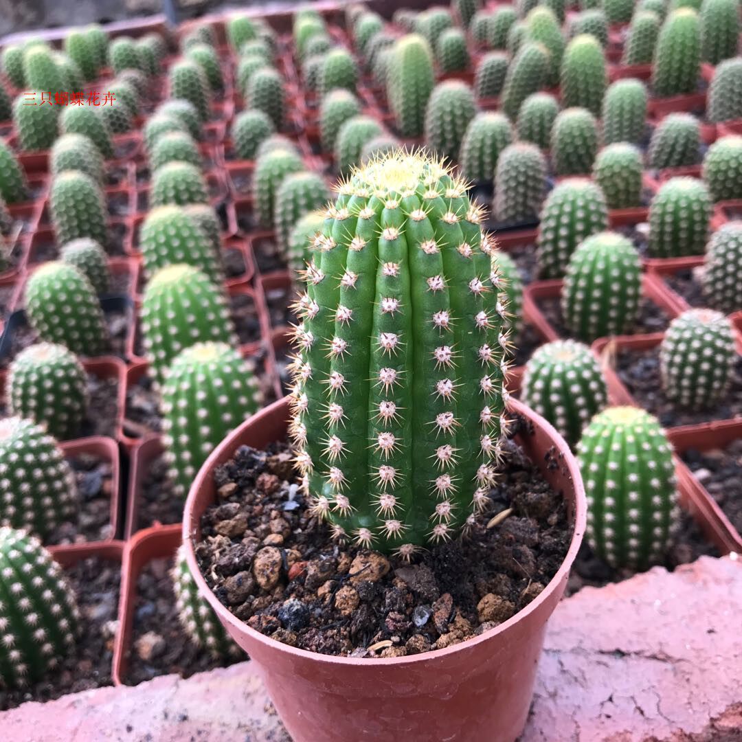 稀有开大花仙人球帕帕基诺毛花柱系列自根多肉植物室内防辐射