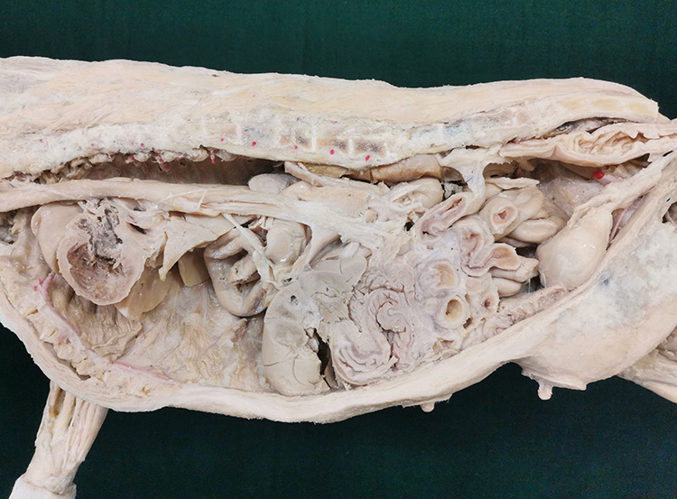 犬整体正中矢状切世塑化标本宠物兽医教学技能提高知识提升-图3