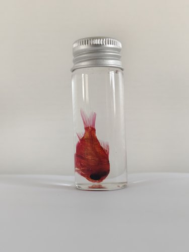 观赏鱼天竺鲷透明鱼骨骼标本染色科普陈列生物课办公室摆件海洋 - 图2