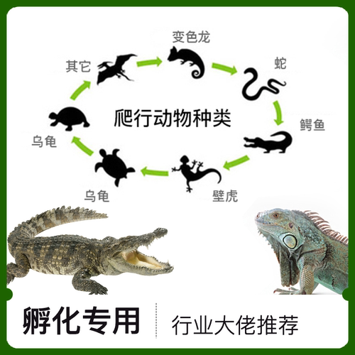 小型龟蛋全自动孵化器蜥蜴孵蛋器韩国RCOM黄缘窄桥金头闭壳孵蛋 - 图2