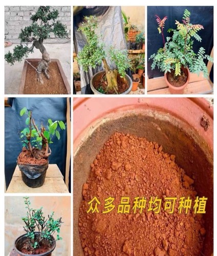 云南红土种花种菜茶花杜鹃花三角梅用土种植土一包10市斤