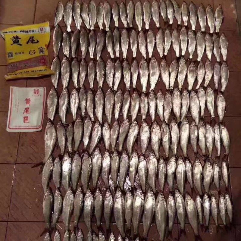 速发黄G 老尾巴 黄尾杀手 黄尾G窝小药窝鲮 青尾料鱼翘嘴野钓春夏,淘宝优惠券,粉丝福利购,淘宝优惠卷