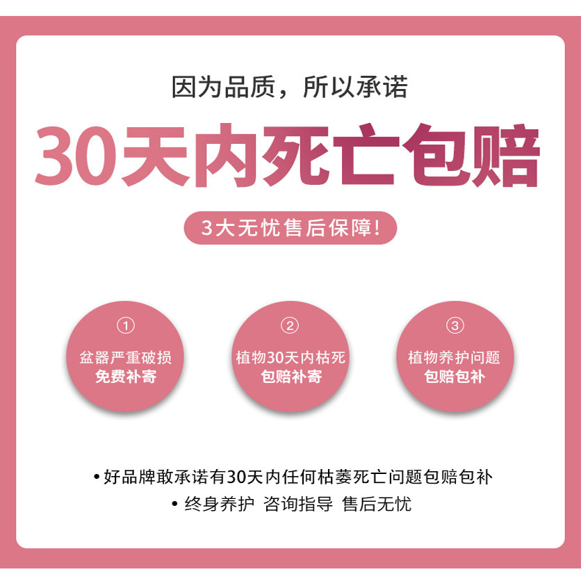金钱树客厅大型植物盆栽办公室内桌面高级感绿植招财好养乔迁开业,淘宝优惠券,粉丝福利购,淘宝优惠卷