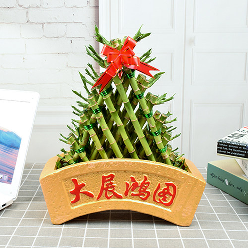 节节高富贵竹水培植物办公室绿植步步高转开运竹文昌塔型桌面好养 - 图1