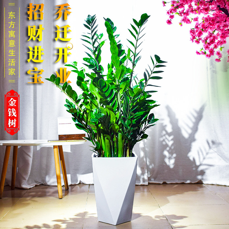 金钱树客厅大型植物盆栽办公室内桌面高级感绿植招财好养乔迁开业,淘宝优惠券,粉丝福利购,淘宝优惠卷
