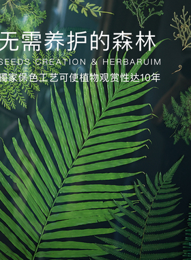 种籽造物超大幅蕨类植物标本画