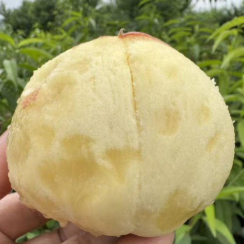 正宗兰州安宁白凤桃白粉桃水蜜桃甜桃新鲜水果现摘现发装顺丰空运 - 图0