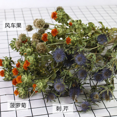 橙菠萝菊干花束真花风车果进口刺芹天然装饰插花客厅diy手工花材 虎窝淘
