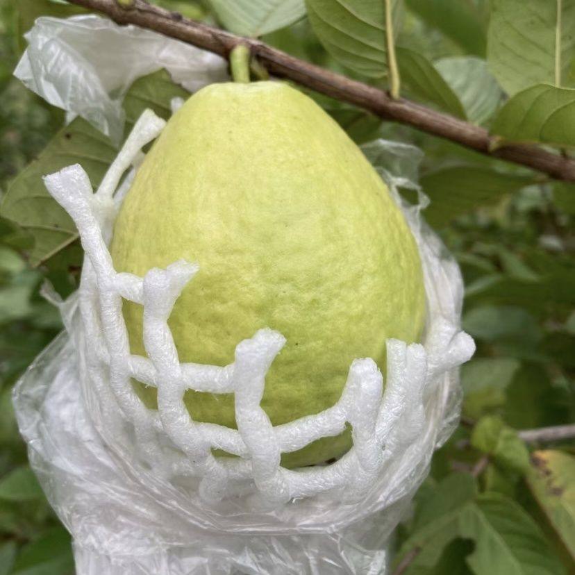 【送酸梅粉】红心番石榴红心芭乐清脆当季孕妇水果新鲜5斤包邮,淘宝优惠券,粉丝福利购,淘宝优惠卷