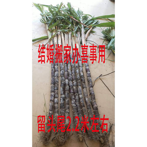 2整根黑皮甘蔗海南三亚新鲜当季应季水果特产结婚搬家新居喜事 - 图2