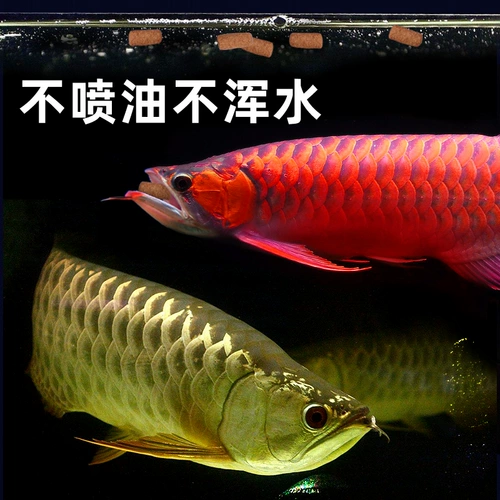 Derui Dragon Fish Feed Серебряная драконская рыба красный дракон -рыба золотой дракон рыба пищу крупные частицы тропические рыбы увеличивают красный цвет