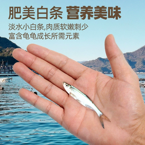 Пресноводная рыба с сушенами, кормить черепах, бразильская черепаха, общие черепахи, высушенные креветки, пищевые черви сушеная черепаха корм