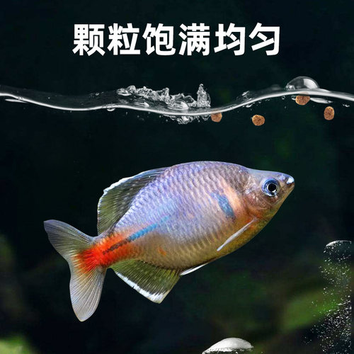 鳑鲏鱼饲料原生鱼鱼食小颗粒麦穗鱼专用通用小鱼鱼粮旁皮鱼下沉型 - 图2