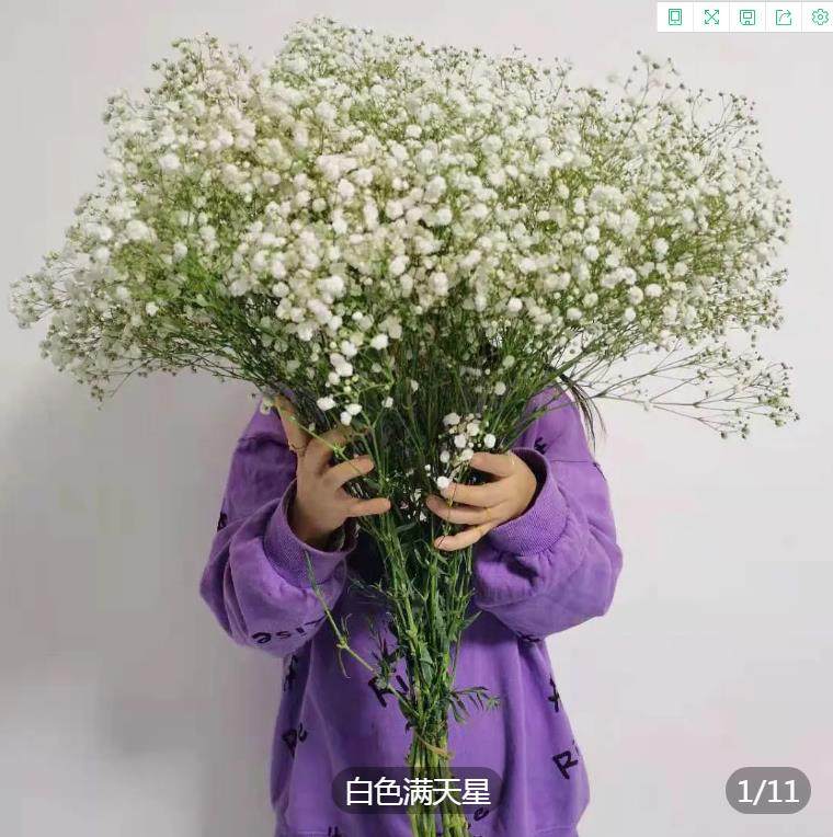 满天星鲜花网红鲜花花零售摆摊生日礼物客昆明基地直发(鲜花发货)