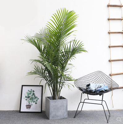 国王椰子棕榈科常绿乔木客厅卧室阳台庭院吸甲醛净化空气耐阴包邮 - 图0