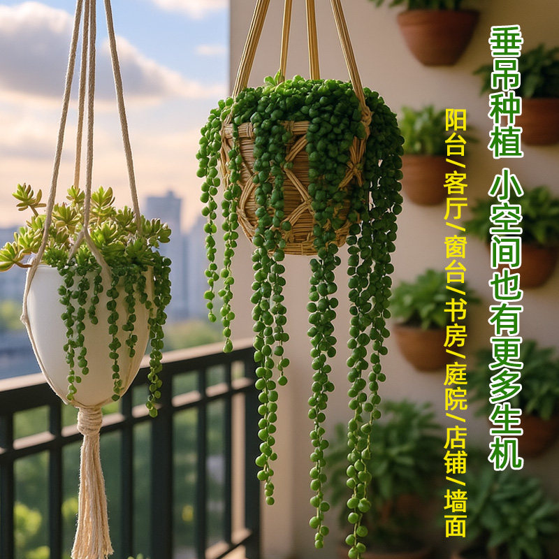 长藤垂吊兰悬壁挂佛珠多肉绿植物室内外好养幼儿园植物角带盆栽好,淘宝优惠券,粉丝福利购,淘宝优惠卷