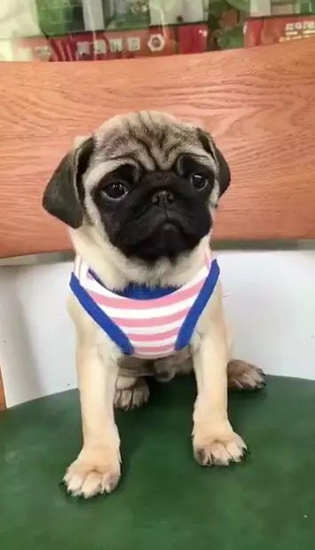 巴哥犬幼犬活体纯种小宠物狗狗哈巴狗家养斗牛犬短腿八哥犬憨厚