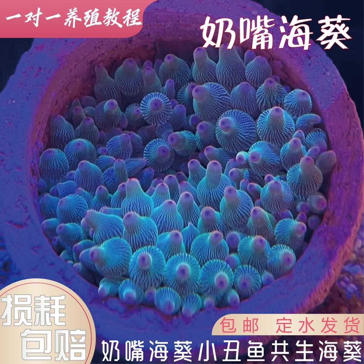 奶嘴海葵红奶嘴小丑共生海葵荧光软体珊瑚地毯海缸生物小丑鱼 - 图3