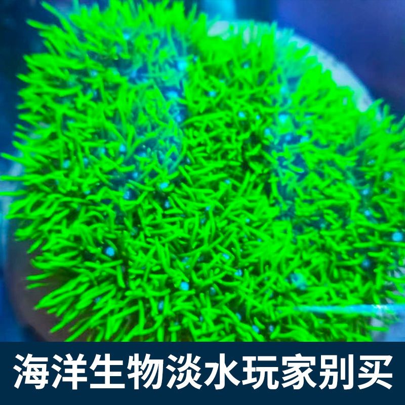 荧光绿草皮珊瑚 北海绿草皮日本草皮lps软体人工草皮珊瑚生物 - 图0