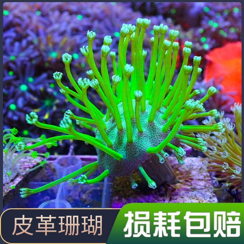 珊瑚活物荧光长须绿草皮闪千手密须皮革纽扣手星花奶嘴海水缸新手-图0