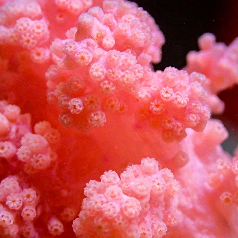 红水桃花软体珊瑚海鸡冠LPS海水生物海洋小丑鱼海缸珊瑚水桃花lps - 图3