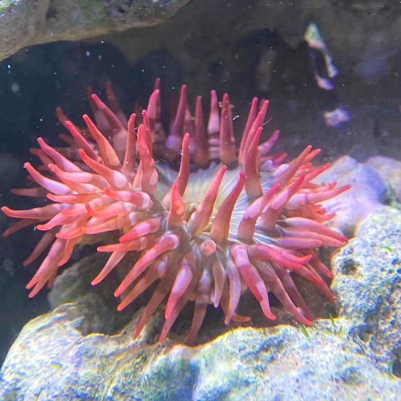 海葵海缸宠物生物珊瑚造景海草海星观赏海水鱼尼莫小丑鱼