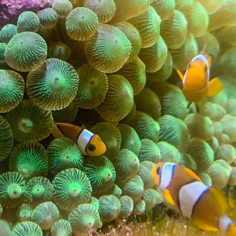 海葵荧光绿红海葵珊瑚绿地毯小丑鱼共生海葵软体鱼缸奶嘴 - 图3