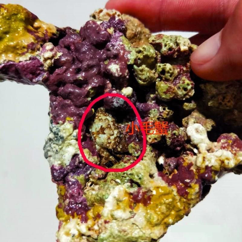 免爆藻活石新鲜高钙深海活石海水缸鱼缸开缸造景多孔微生物聚集,淘宝优惠券,粉丝福利购,淘宝优惠卷