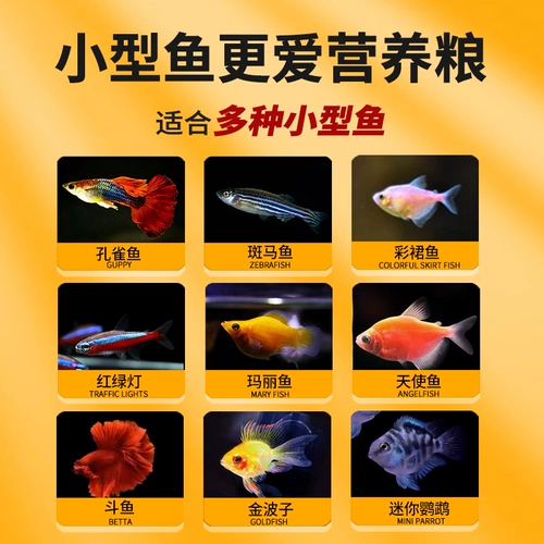 Sensen Peacock Feed Feed Fid Food Маленькие частицы тропическая рыба кормление, наблюдая за небольшими рыбами. Семейство Семейная рыба и рыба