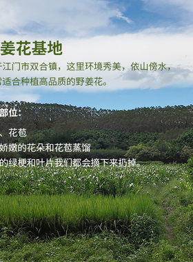 高浓度野姜花纯露500ml女生常备